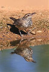 Cactus Wren